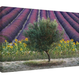 David Clapp - Olive Tree in Provence, France Tablou Canvas, (80 x 60 cm)