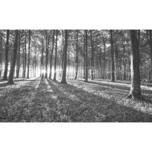 Forest Trees Beam Light Nature Fototapet, (211 x 90 cm)