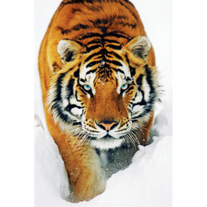 Tiger in the snow Poster, (61 x 91,5 cm)