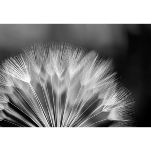 Fototapet vlies: Păpădie alb-negru - 254x368 cm