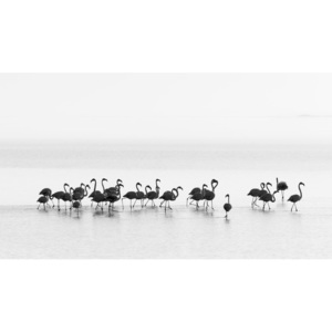 Fotografii artistice Flamingos, Joan Gil Raga