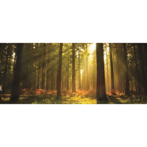 Fototapet: Răsărit de soare în pădure - 104x250 cm