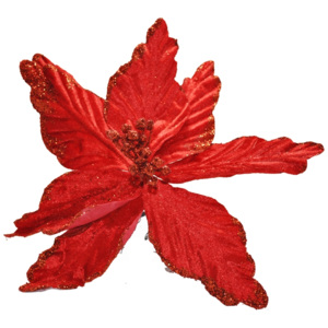 Craciunita catifea