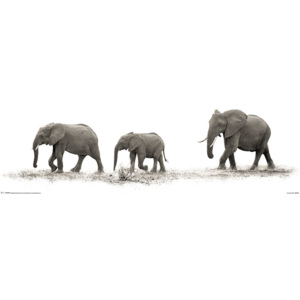 Mario Moreno - The Elephants Poster, (30 x 91,5 cm)