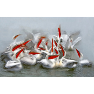 Fotografii artistice Pelicans in motion blur, Xavier Ortega
