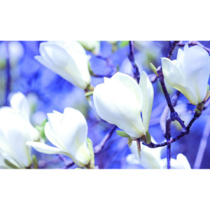 Fototapet: Magnolii albe - 254x368 cm