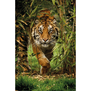 Poster - Tiger in bamboo