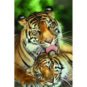 Poster - Tigers-Sleepy Lick