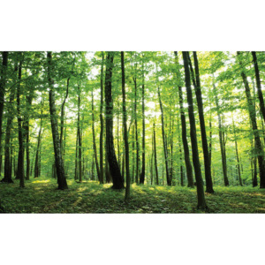 Fototapet: Pădure (2) - 104x152,5 cm