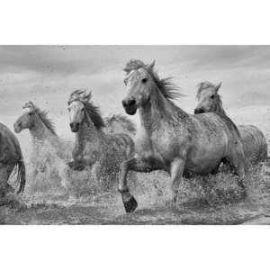 Poster - Horses (3)