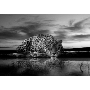 Tablou canvas: Jaguar (alb-negru) - 75x100 cm