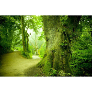 Fototapet vlies: Pădure magică - 254x368 cm