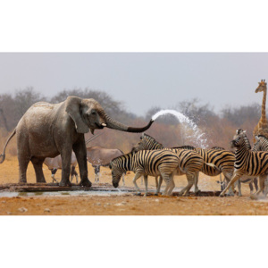 Fototapet: Adăpătoare africană - 184x254 cm
