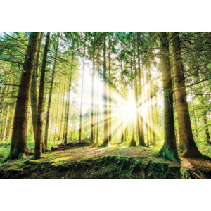 Fototapet: Soarele în pădure (2) - 104x152,5 cm