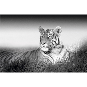 Poster - Tigru (alb-negru)
