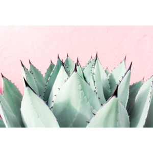 Tablou pe pânză Marmont Hill Aloe, 61 x 41 cm