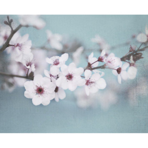 Tablou canvas - Shana Rae, Plum Blossom