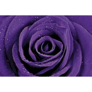 Poster - Purple Rose