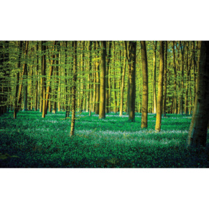 Fototapet: Pădure (5) - 184x254 cm