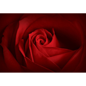 Tablou canvas: Detaliu de trandafiri roșii - 75x100 cm