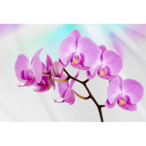 Fototapet vlies: Orhideea Violet - 184x254 cm