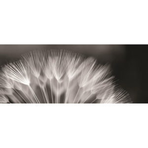 Fototapet: Păpădie alb-negru - 104x250 cm