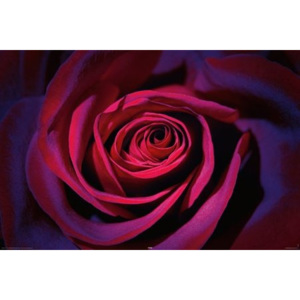 Poster - Trandafiri violet închis