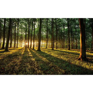 Fototapet: Apus de soare în pădure - 104x152,5 cm