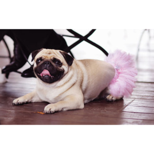 Floare roz câine Skirt-