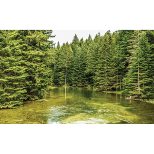 Fototapet vlies: Băltoacă de pădure (2) - 184x254 cm