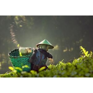 Fotografii artistice tea pickers, muhammad raju