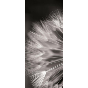 Fototapet: Păpădie alb-negru - 211x91 cm