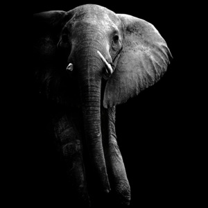 Fotografii artistice Elephant!, WildPhotoArt