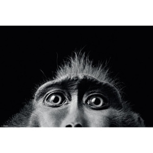 Poster - Tim Flach (Monkey Eyes)