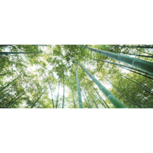 Fototapet: Pădure de bambus - 104x250 cm