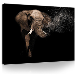 Tablou canvas: Elefant (3) - 75x100 cm