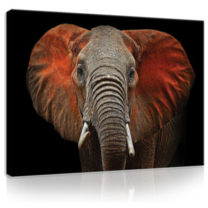 Tablou canvas: Elephant (detaliu) - 75x100 cm