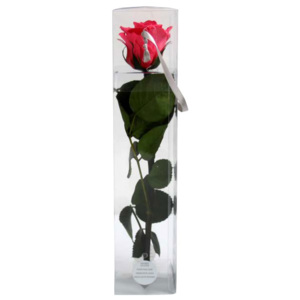 Trandafir Stabilizat Rosu, 27.5 cm