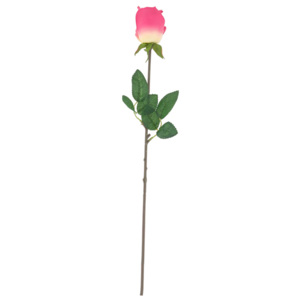 Fir trandafir, roz-galben, 50 cm