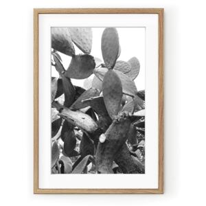 Tablou Black & White Cactus Oak
