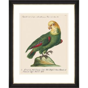 Tablou Framed Art Parrots Of Brazil 05