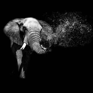 Black And White Elephant Fototapet, (211 x 91 cm)
