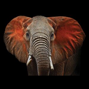 Elephant Fototapet, (104 x 70.5 cm)