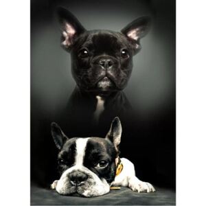 Pătură polar Bulldog francez