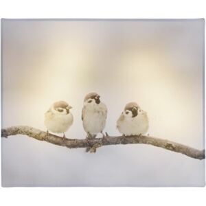 Tablou LED Animal and snow Bird,20 x 25 cm
