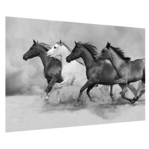 Tablou alb negru cu cai (K012065K9060)