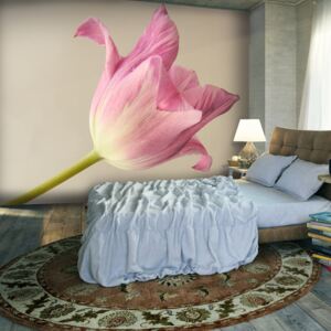 Fototapet Bimago - Pink tulip + Adeziv gratuit 200x154 cm