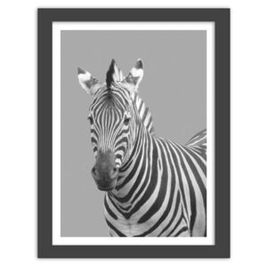 CARO Imagine în cadru - Zebra In Black And White 50x70 cm Negru