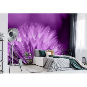 Fototapet - Dandelion Purple Vliesová tapeta - 416x254 cm
