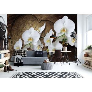 Fototapet GLIX - Flowers White Orchids Wood + adeziv GRATUIT Papírová tapeta - 368x254 cm